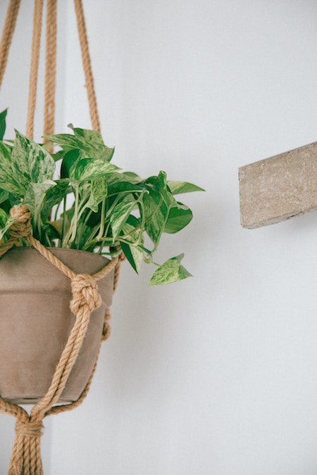 Plant with many small leaves in light beige clay pot placed in macrame hanger